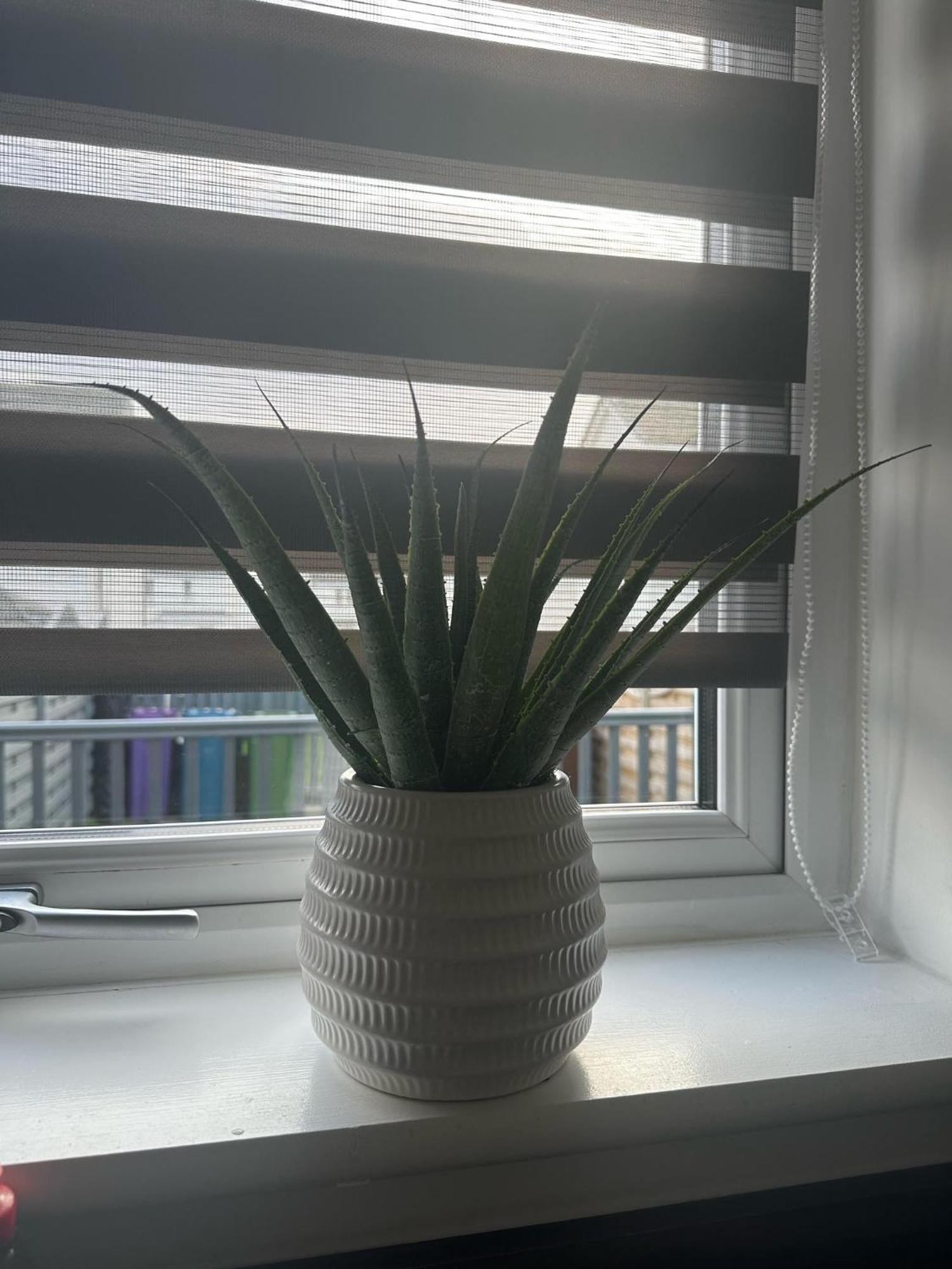 Apartment Black Daisy Glasgow