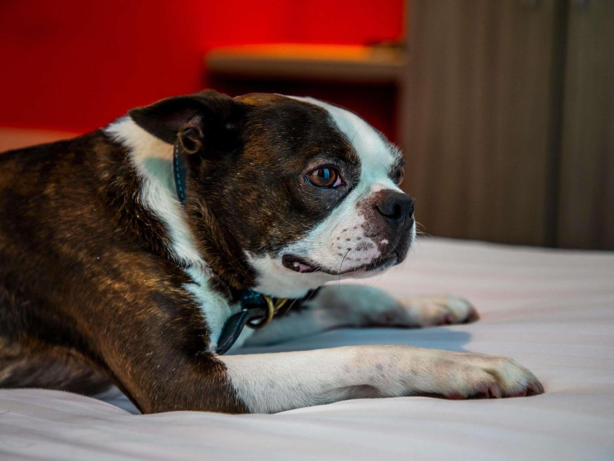 Ibis Styles Hotel 3*